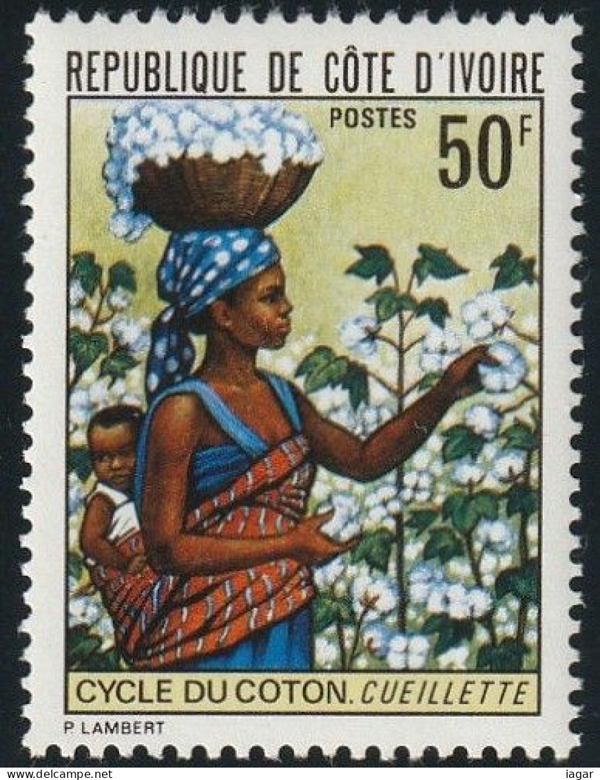 THEMATIC AGRICULTURE:  COTTON CYCLE, PICKING    -  COTE D'IVOIRE - Agriculture
