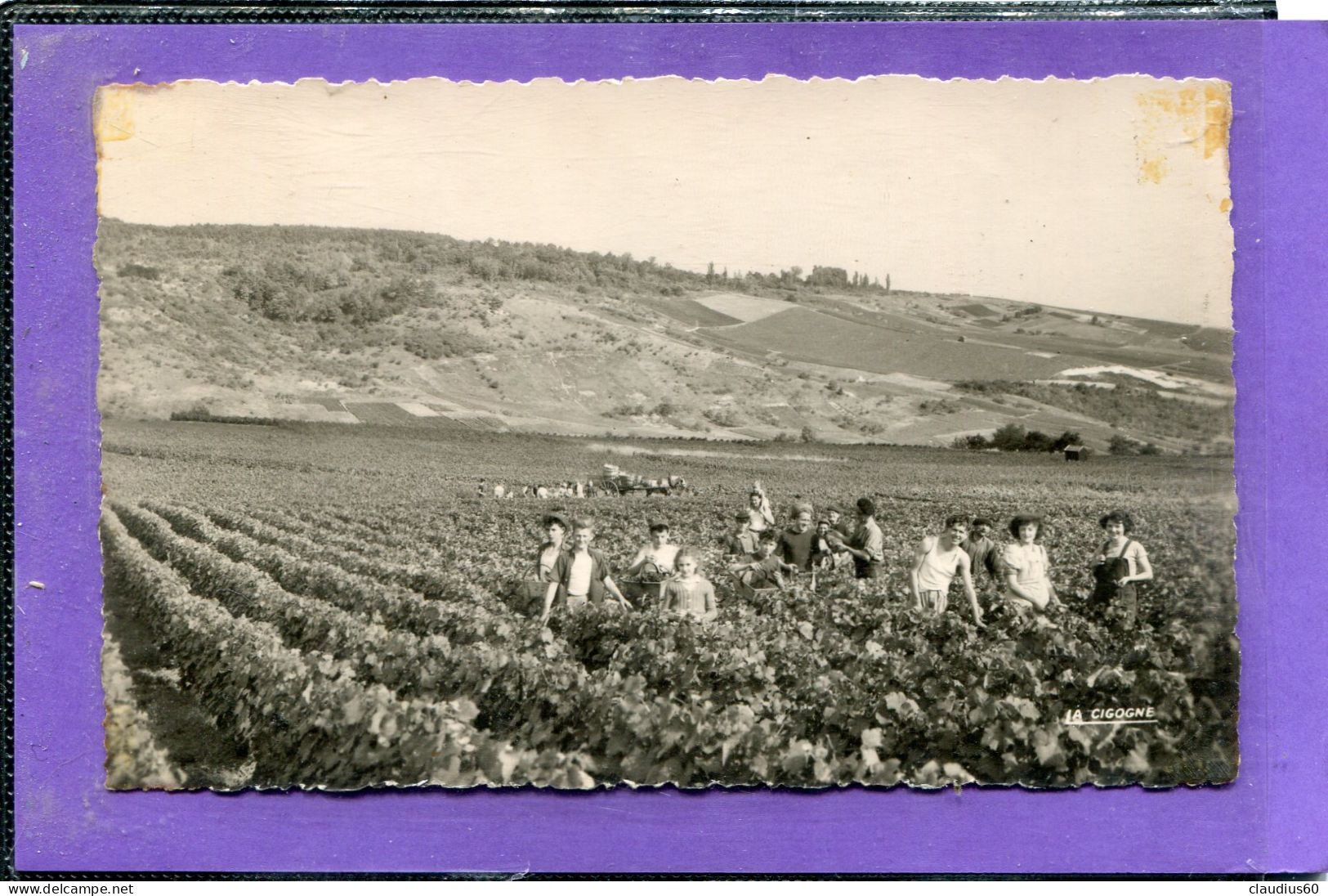 51  .AY   ,  Scène  De  Vendanges  .cpsm  9 X 14 . - Ay En Champagne