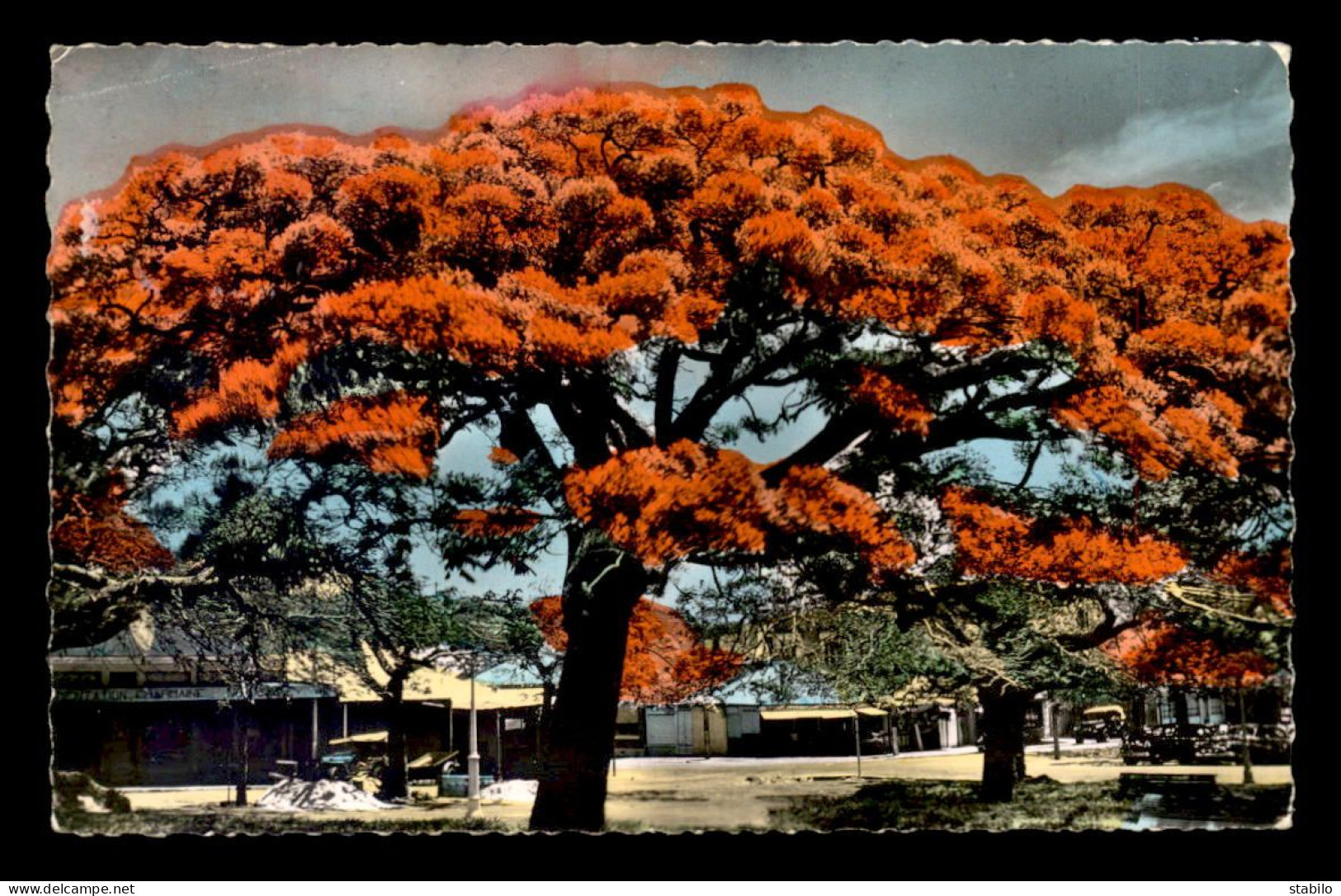 NOUVELLE CALEDONIE - NOUMEA - LES FLAMBOYANTS - New Caledonia