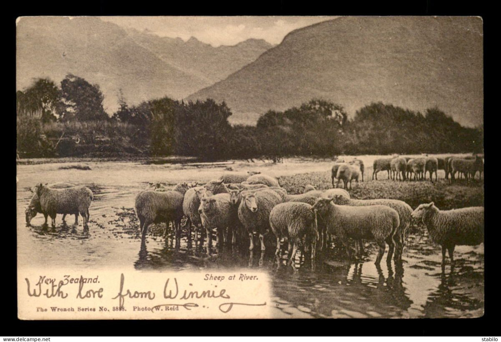 NOUVELLE-ZELANDE - SHEEP AT RIVER - MOUTONS - Neuseeland