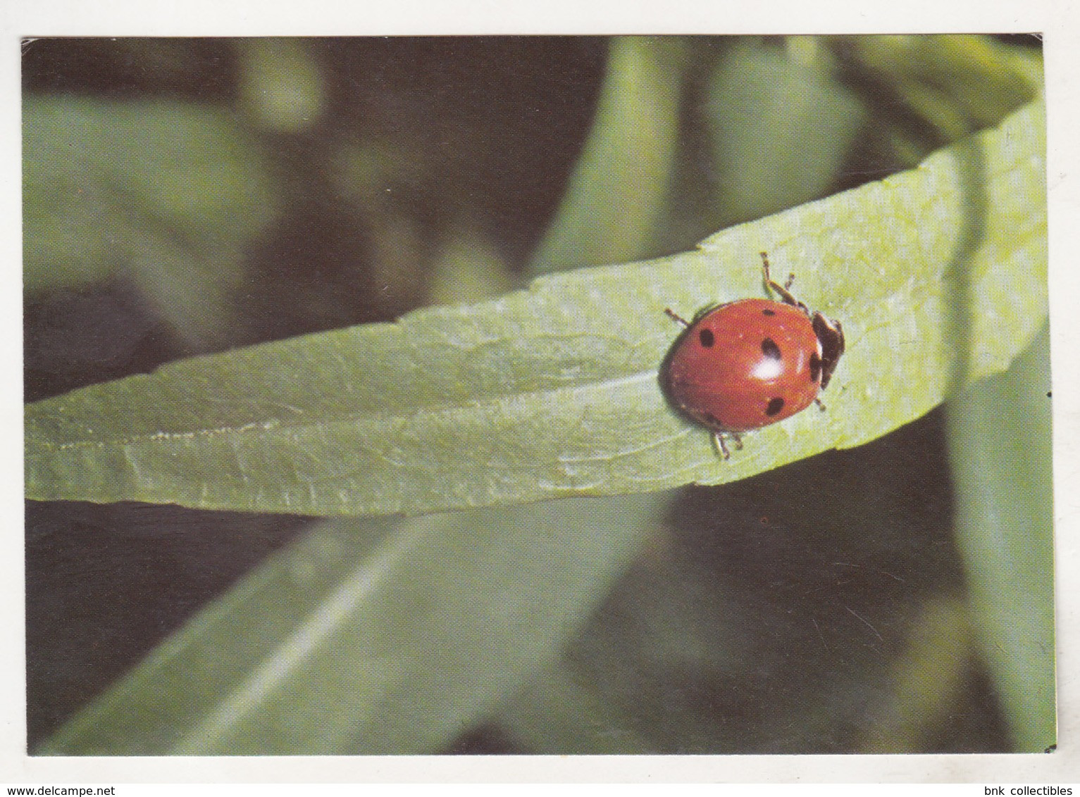 Germany Old Uncirculated Postcard - Animals - Insects - Ladybird - Insetti