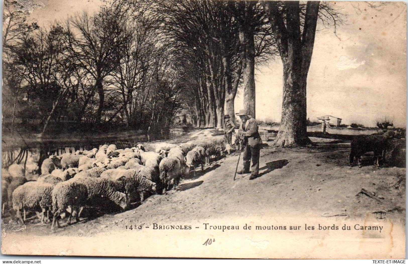 83 BRIGNOLES - Troupeau De Moutons Aux Bords Du Caramy  - Altri & Non Classificati