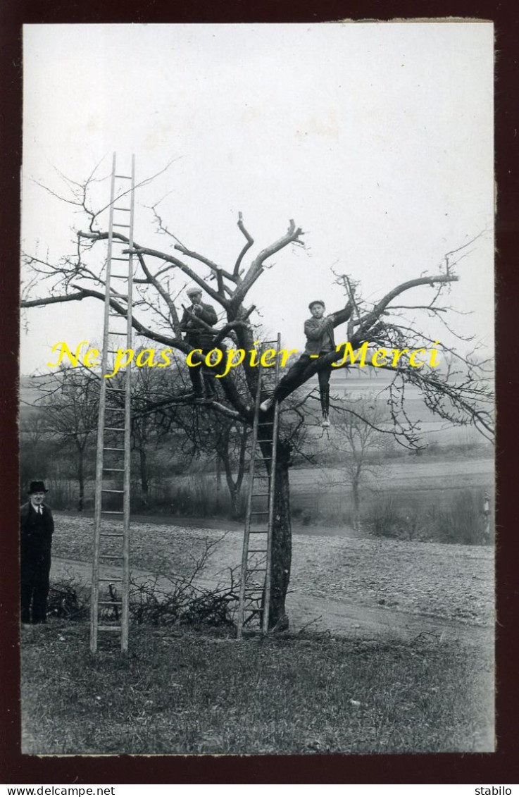 EVENDORF (MOSELLE) - SURGREFFAGE DE POMMIER - MARS 1938 - AGRICULTURE - Places