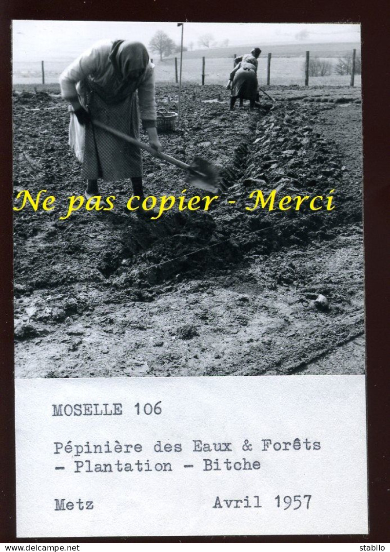 BITCHE (MOSELLE) - PEPINIERE DES EAUX ET FORETS - PLANTATION - AGRICULTURE - Orte