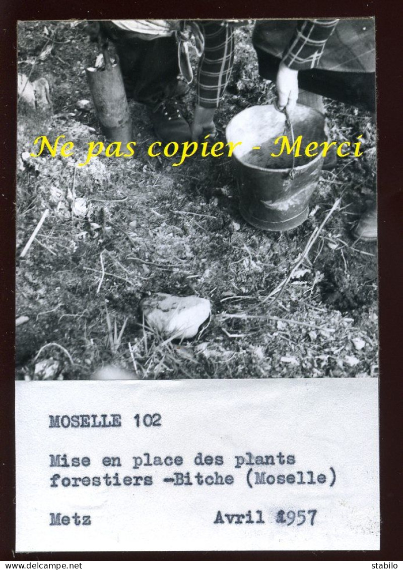 BITCHE (MOSELLE) - MISE EN PLACE DES PLANTS FORESTIERS - AGRICULTURE - Orte