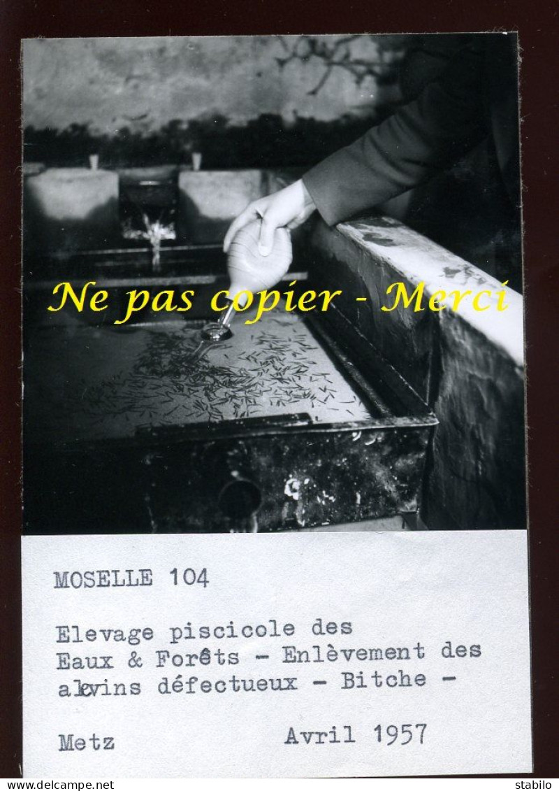 BITCHE (MOSELLE) - ELEVAGE PISCICOLE DES EAUX ET FORETS - ENLEVEMENT DES ALVINS DEFECTUEUX - AGRICULTURE - Lieux