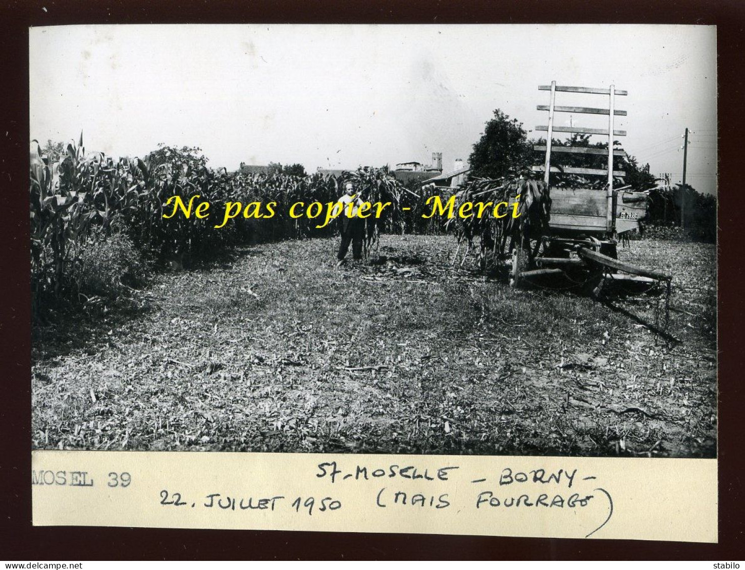 BORNY (MOSELLE) - RECOLTE DU MAIS - JUILLET 1950 - AGRICULTURE - Places