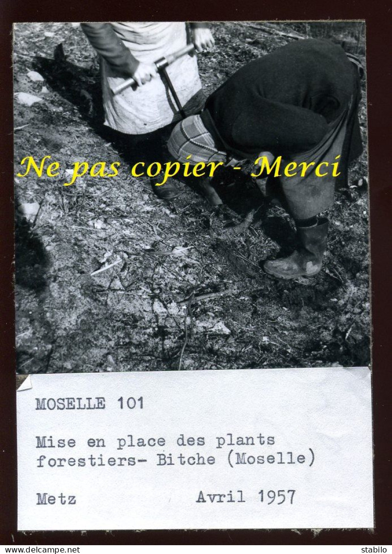 BITCHE (MOSELLE) - MISE EN PLACE DES PLANTS FORESTIERS - AGRICULTURE - Orte