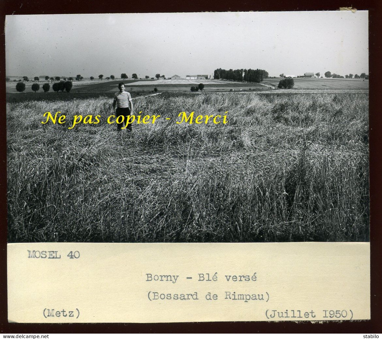 BORNY (MOSELLE) - BLE VERSE - BOSSARD DE RIMPAU - JUILLET 1950 - AGRICULTURE - Places