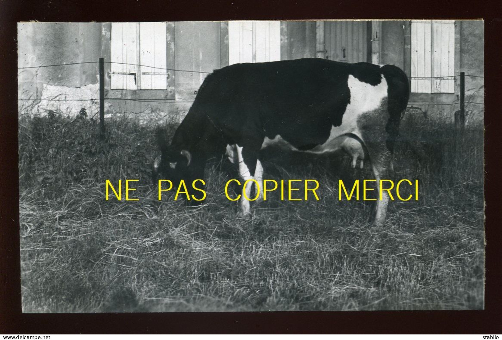 MAGNY-LES-METZ (MOSELLE) - VACHE AU PATURAGE DANS LES PRES DE LA SEILLE - JUIN 1938 - FORMAT :13 X 8.5 CM - Lieux