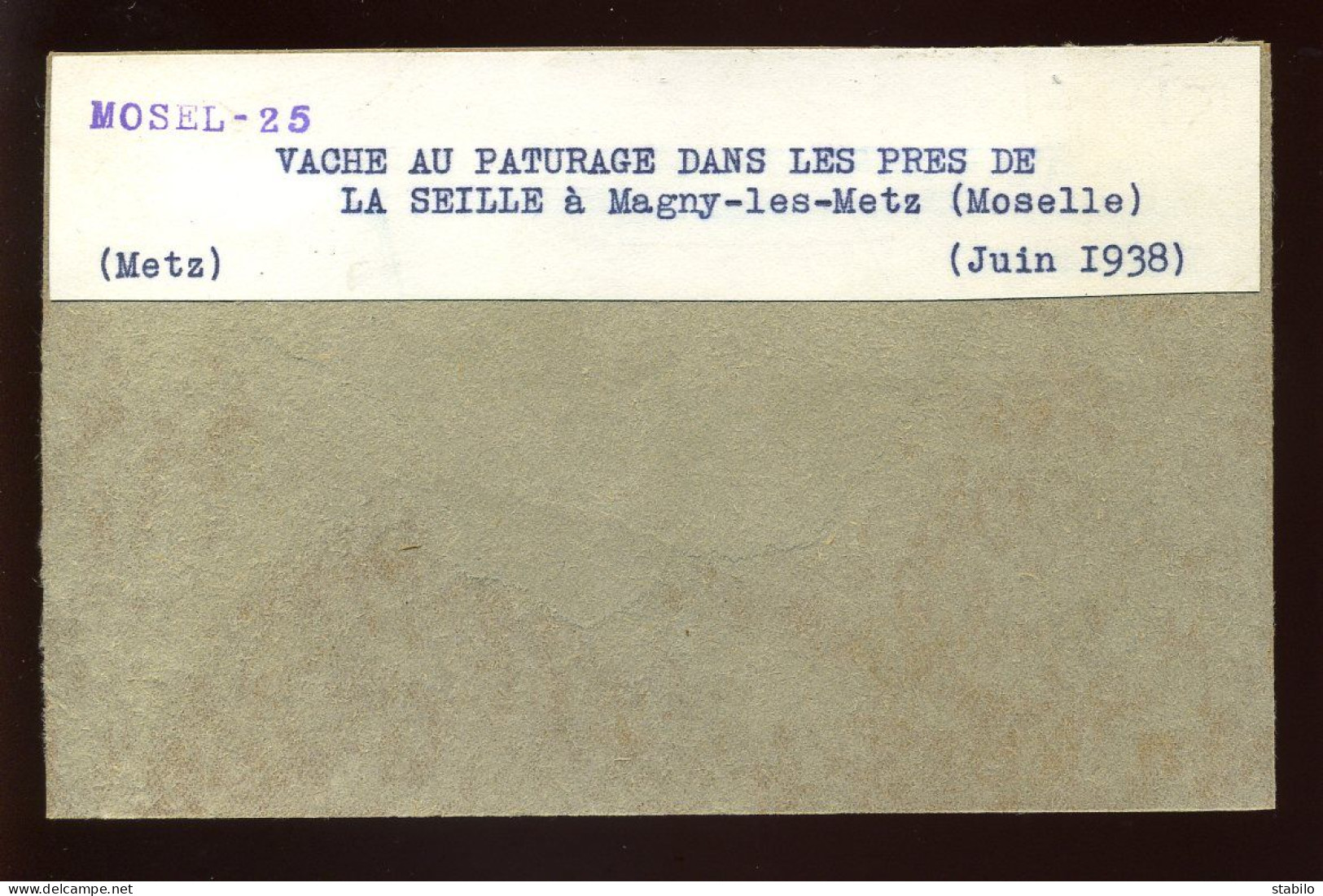MAGNY-LES-METZ (MOSELLE) - VACHE AU PATURAGE DANS LES PRES DE LA SEILLE - JUIN 1938 - FORMAT :13 X 8.5 CM - Lieux