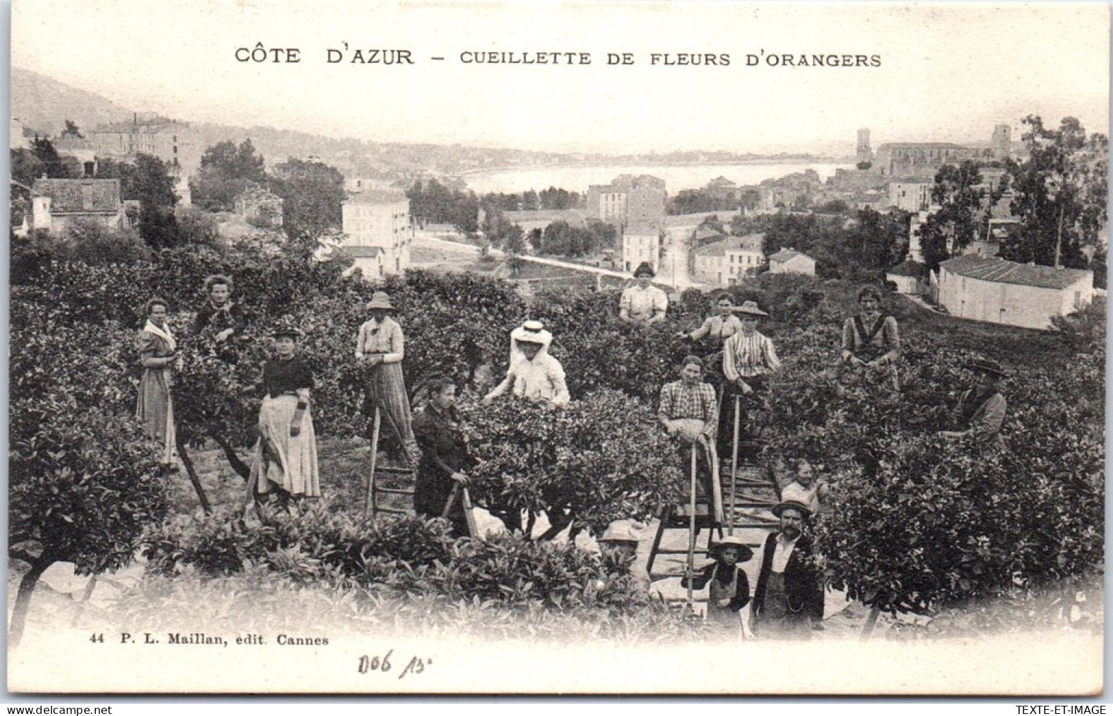 06 Cote D'Azur, Cueillette De La Fleurs D'orangers  - Sonstige & Ohne Zuordnung