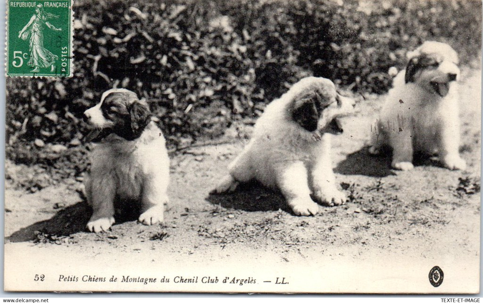 65 Chiots De Chiens Des Pyrenees, Chenil Club D'argeles  - Autres & Non Classés