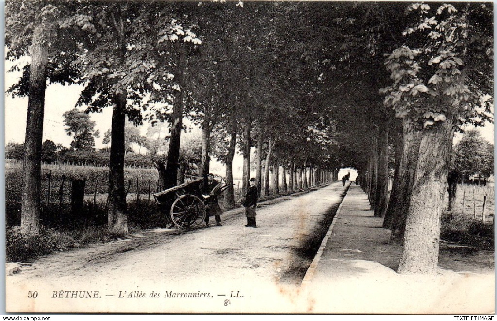 62 BETHUNE - L'allee Des Marronniers.  - Bethune