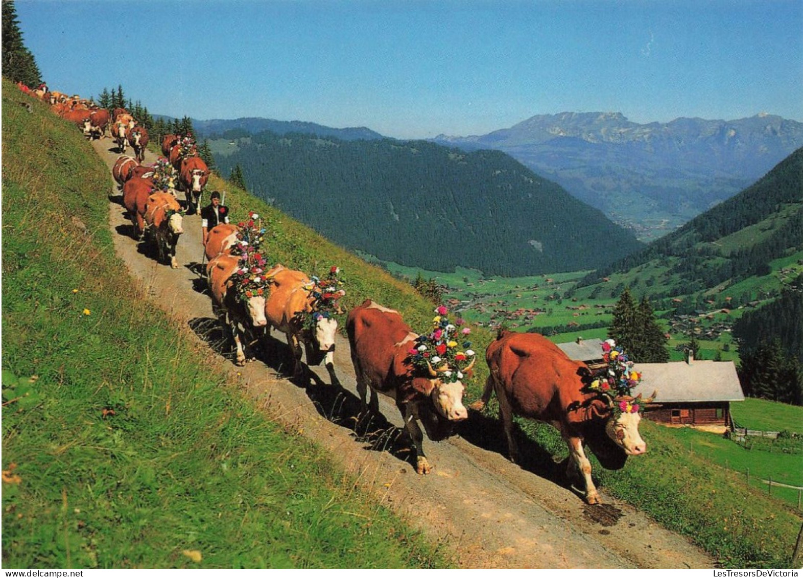 ANIMAUX - Un Troupeau De Boeufs - Descente De L'Alpe - Colorisé - Carte Postale - Autres & Non Classés