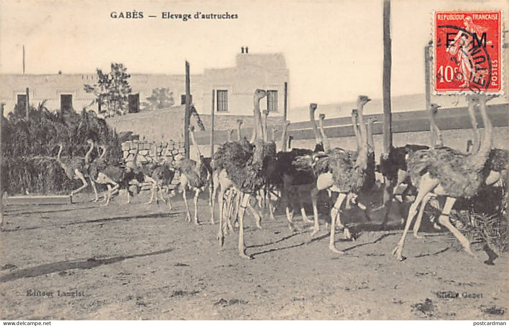 Tunisie - GABÈS - Elevage D'autruches - Ed. Langlet  - Túnez