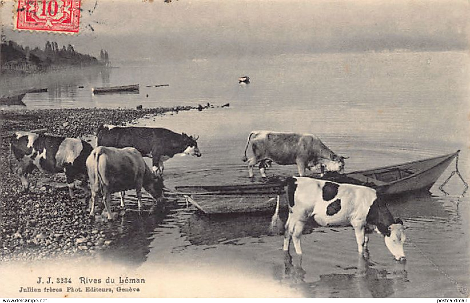 Génève - Rives Du Léman - Vaches - Genève