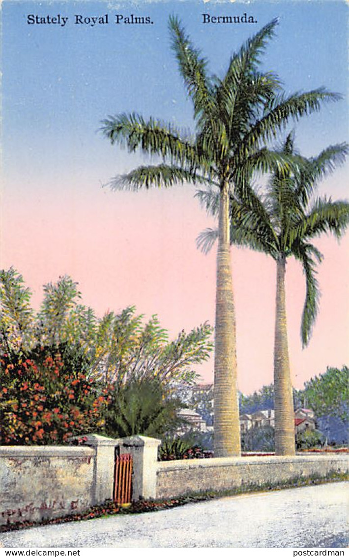 Bermuda - Stately Royal Palms - Publ. The Herrington Co. 60 - Bermuda