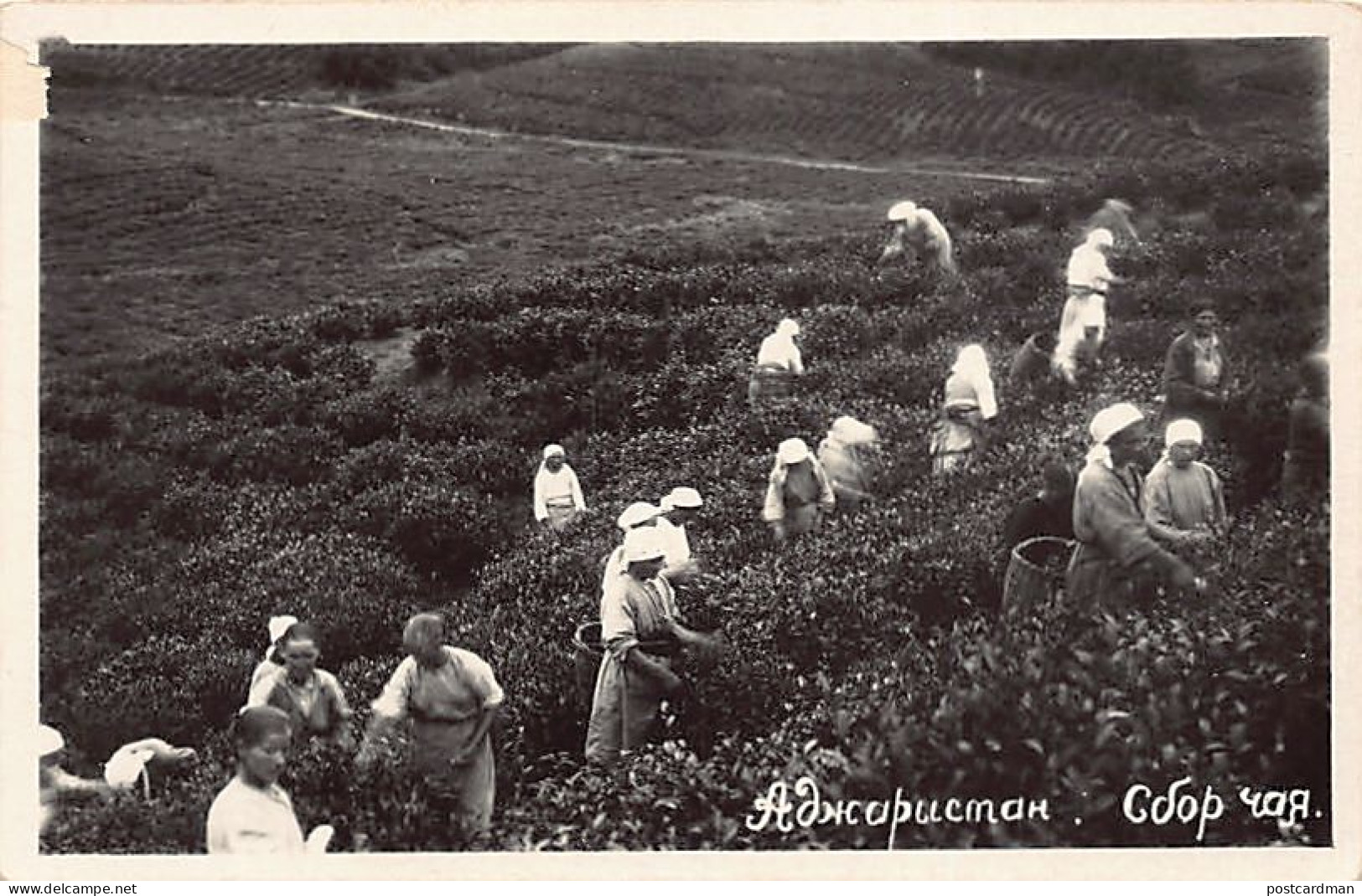 Georgia - ADJARA - The Tea Harvest - Publ. Gosfoto  - Georgia