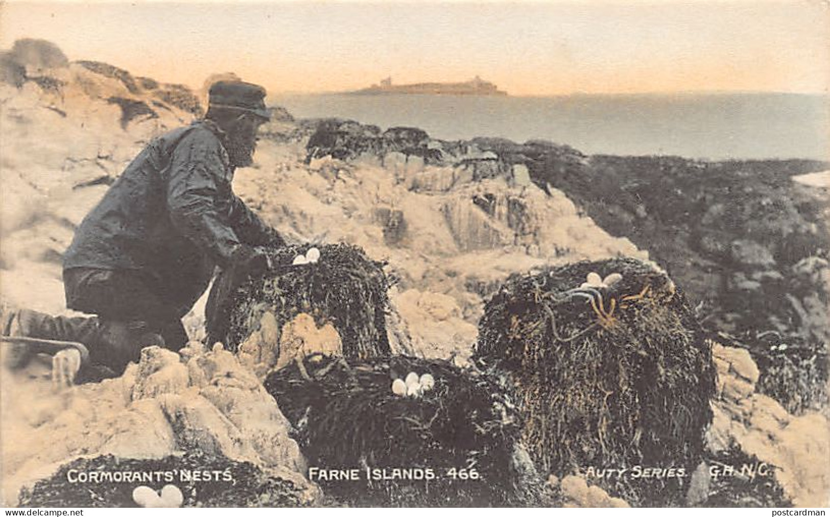 England - FARNE ISLANDS - Cormorants' Nest - Publ. Auty Series 466 - Autres & Non Classés