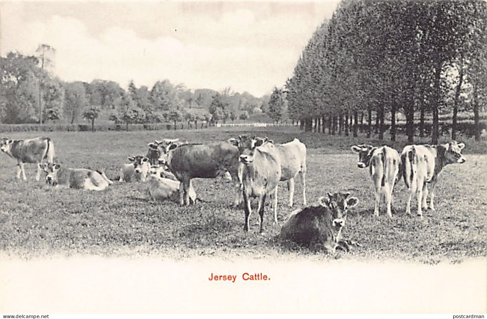 JERSEY - Jersey Cattle - Publ. Hartmann Series 1615 - Andere & Zonder Classificatie