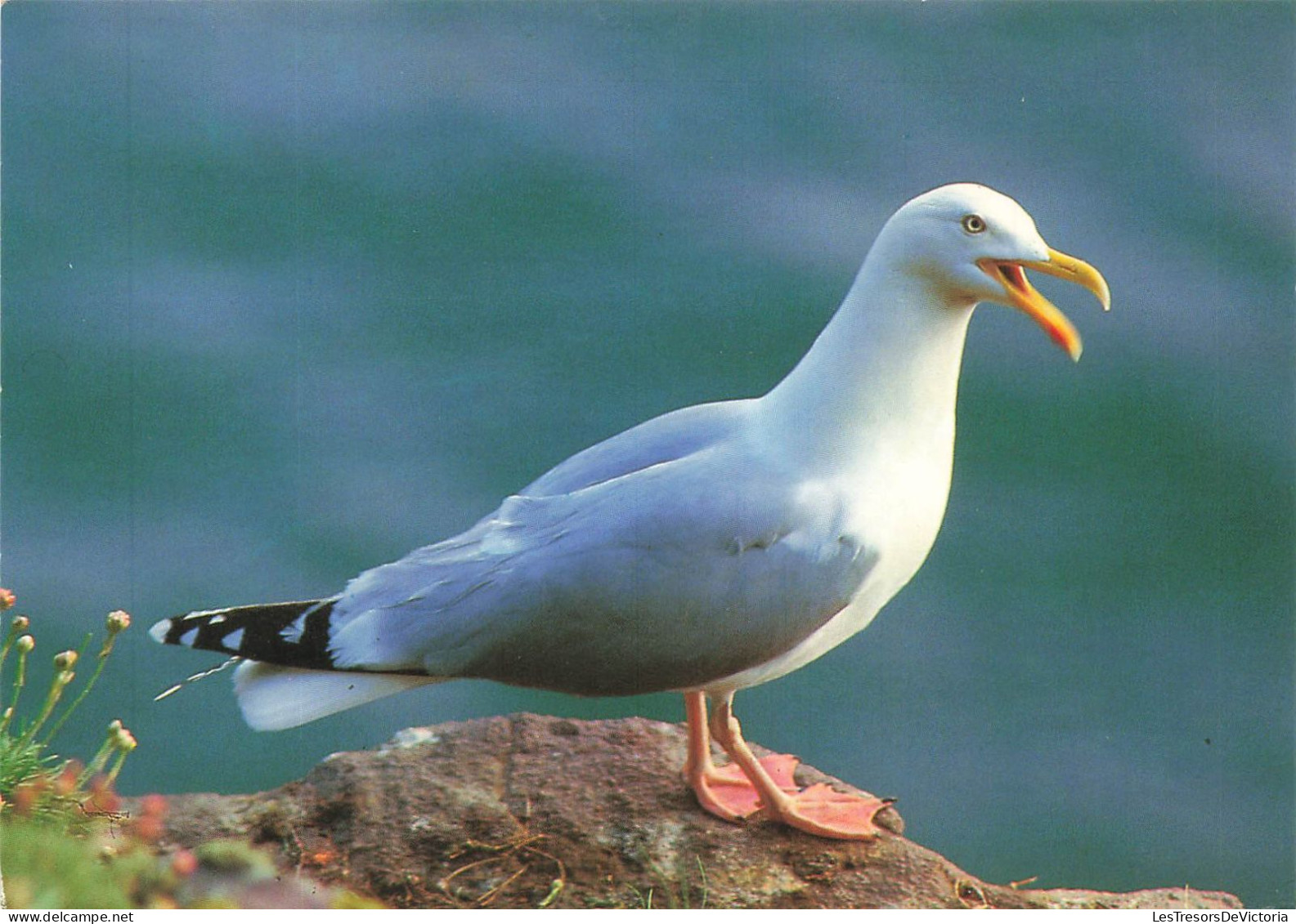 ANIMAUX - Goeland Argenté - Colorisé - Carte Postale - Birds