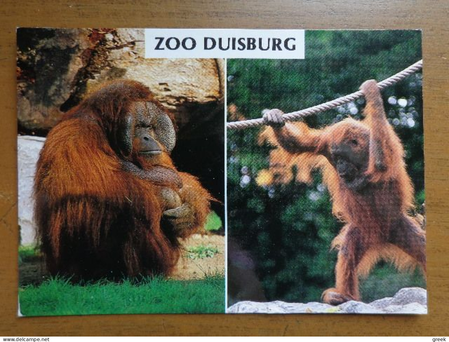 Zoo, Dierenpark, Tierpark / Zoo Duisburg, Orang Utan -> Written - Monkeys