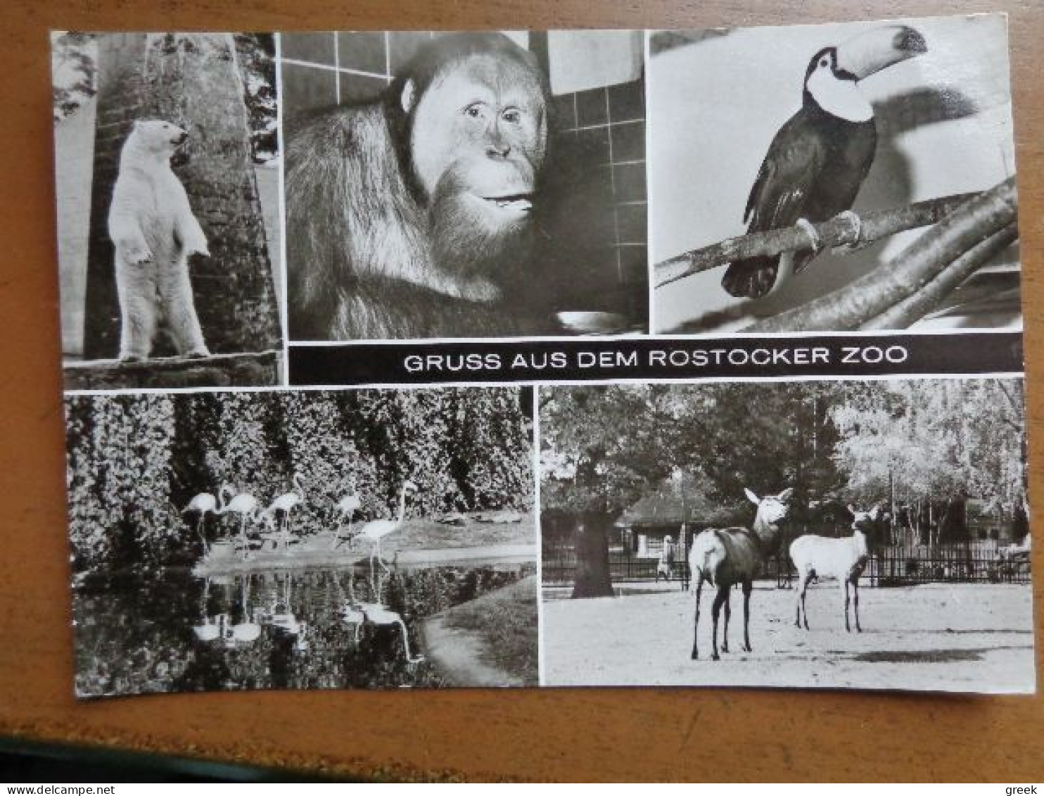 Zoo, Dierenpark, Tierpark / Rostocker Zoo -> Unwritten - Sonstige & Ohne Zuordnung