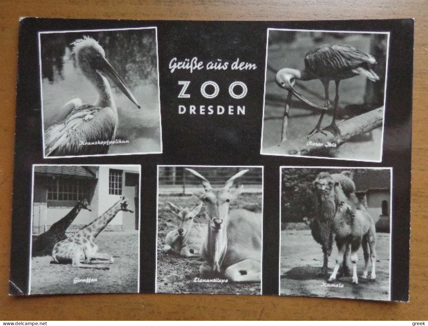 Zoo, Dierenpark, Tierpark / Zoo Dresden -> Written - Other & Unclassified