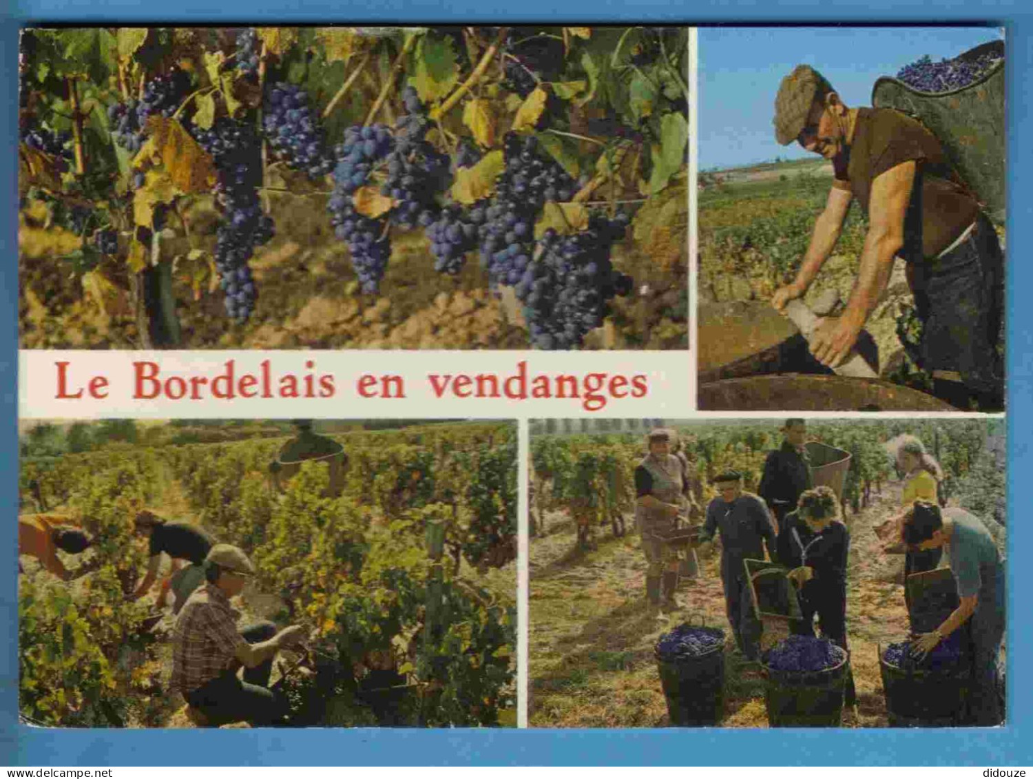 Vignes - Le Bordelais En Vendanges - Multivues - Ecrite En 1988 - Vignes