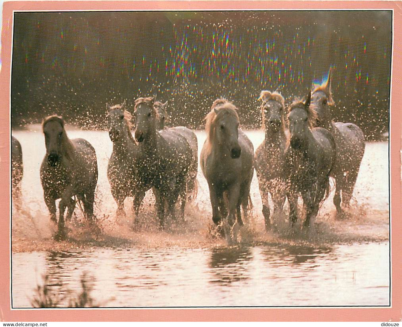Format Spécial - 170 X 118 Mms - Animaux - Chevaux - Camarguais - Etat Léger Pli Visible - Frais Spécifique En Raison Du - Horses