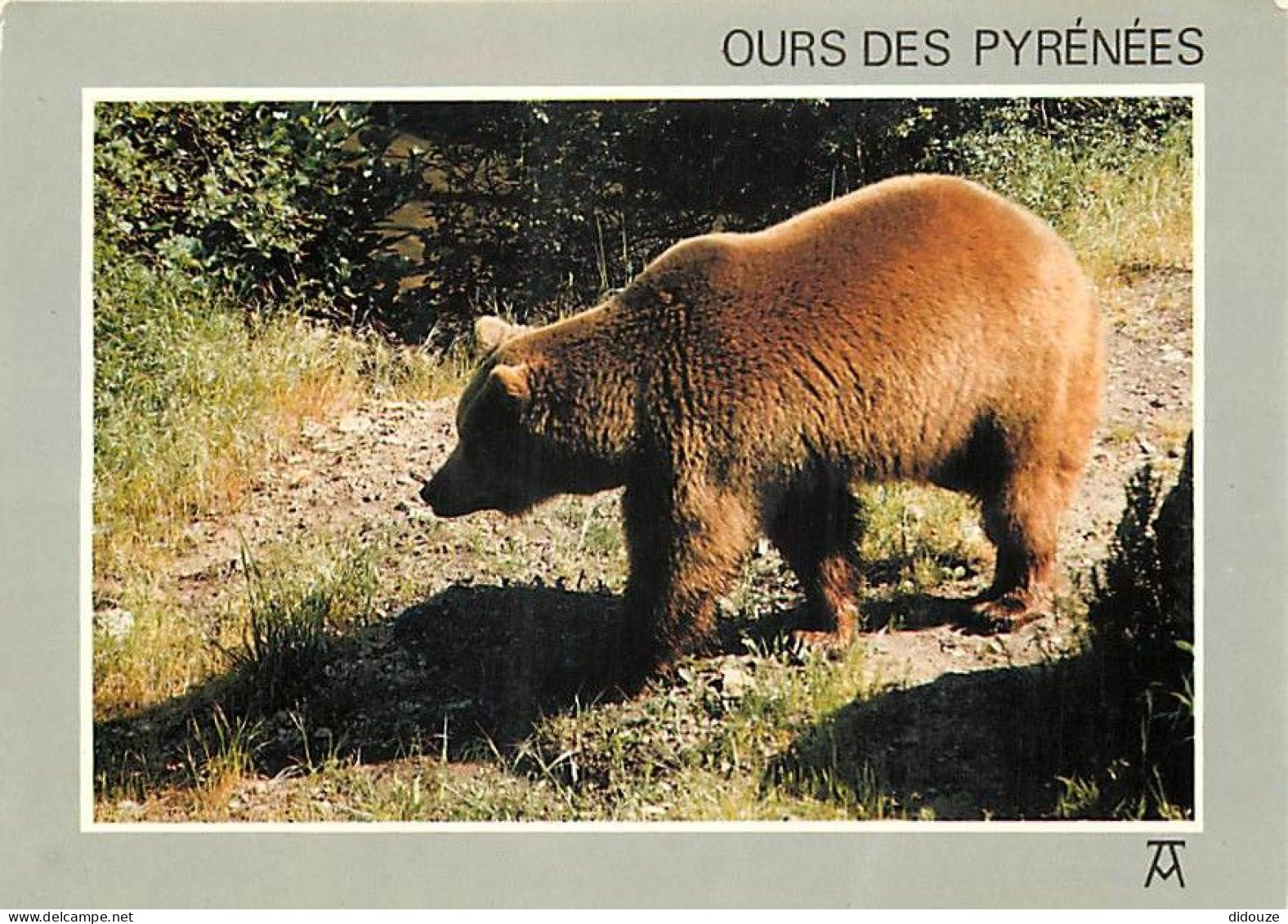 Animaux - Ours - Ours Des Pyrénées - Bear - CPM - Carte Neuve - Voir Scans Recto-Verso - Ours