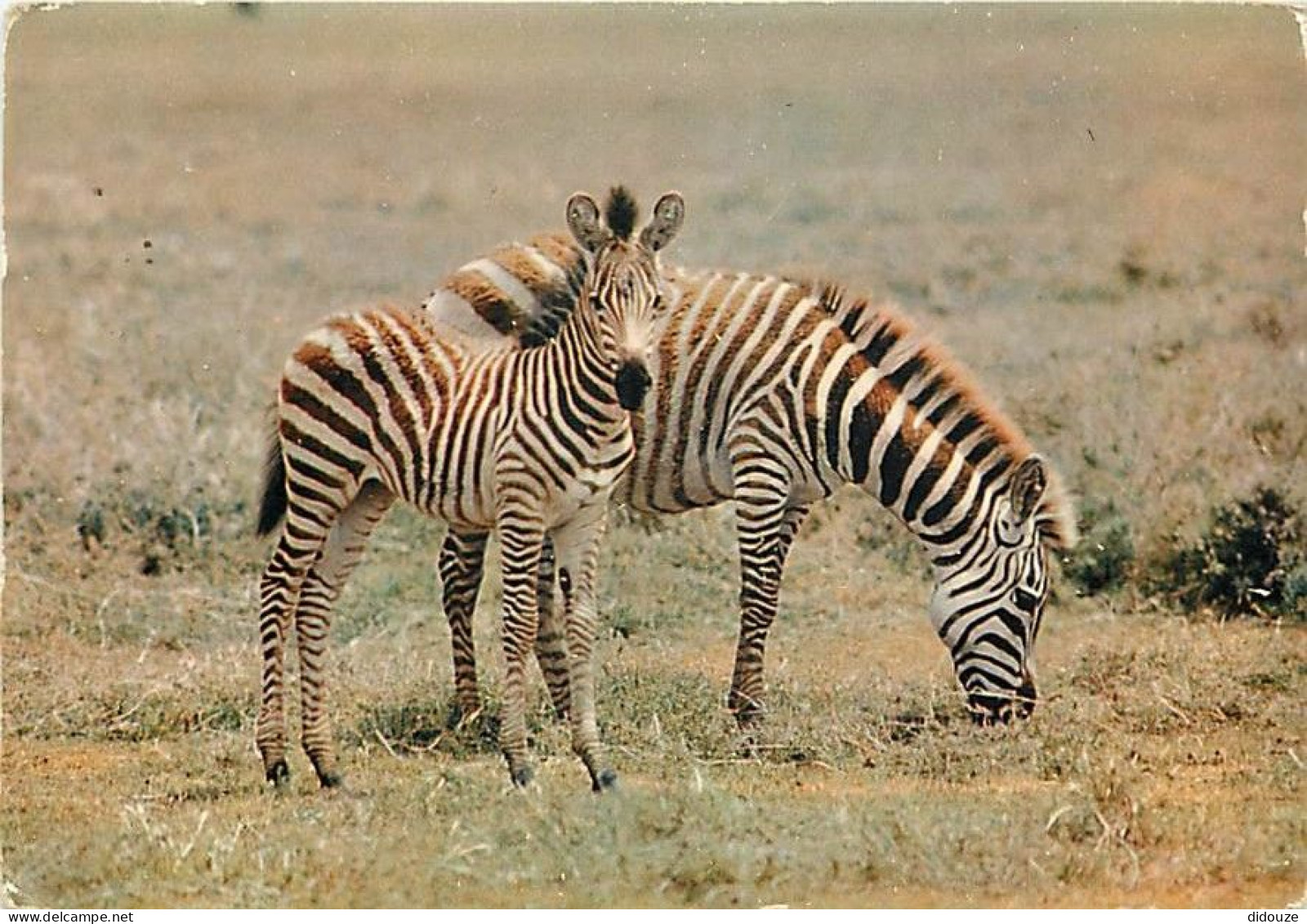 Animaux - Zèbres - Collection Faune Africaine - CPM - Voir Scans Recto-Verso - Zebra's