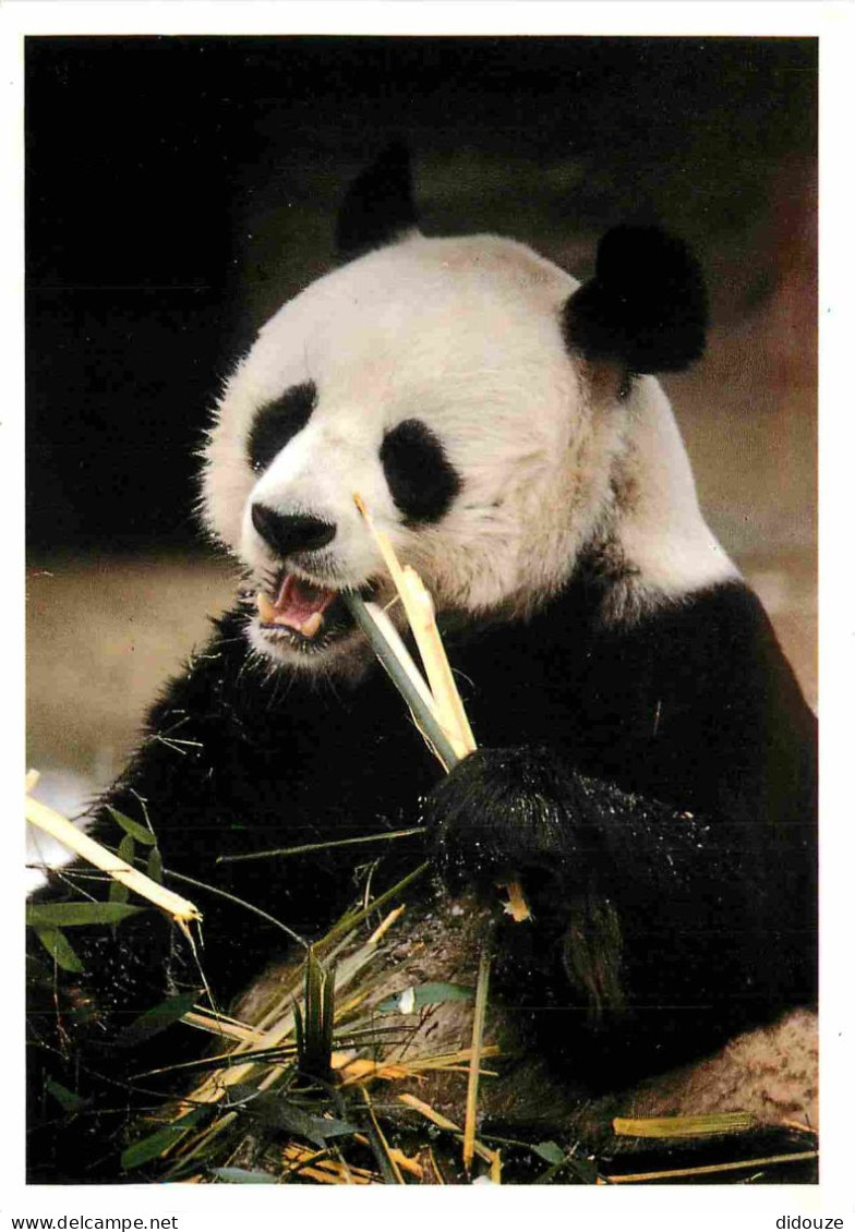 Animaux - Panda - Collection Vie Sauvage - Don Cari Steffen - Panda Hsing Hsing - CPM - Carte Neuve - Voir Scans Recto-V - Other & Unclassified