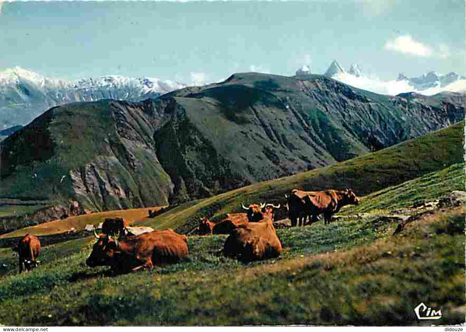 Animaux - Vaches - Savoie - En Maurienne - - Troupeau à L'heure De La Sieste - Au Fond Les Aiguilles D'Arves - Montagnes - Vaches