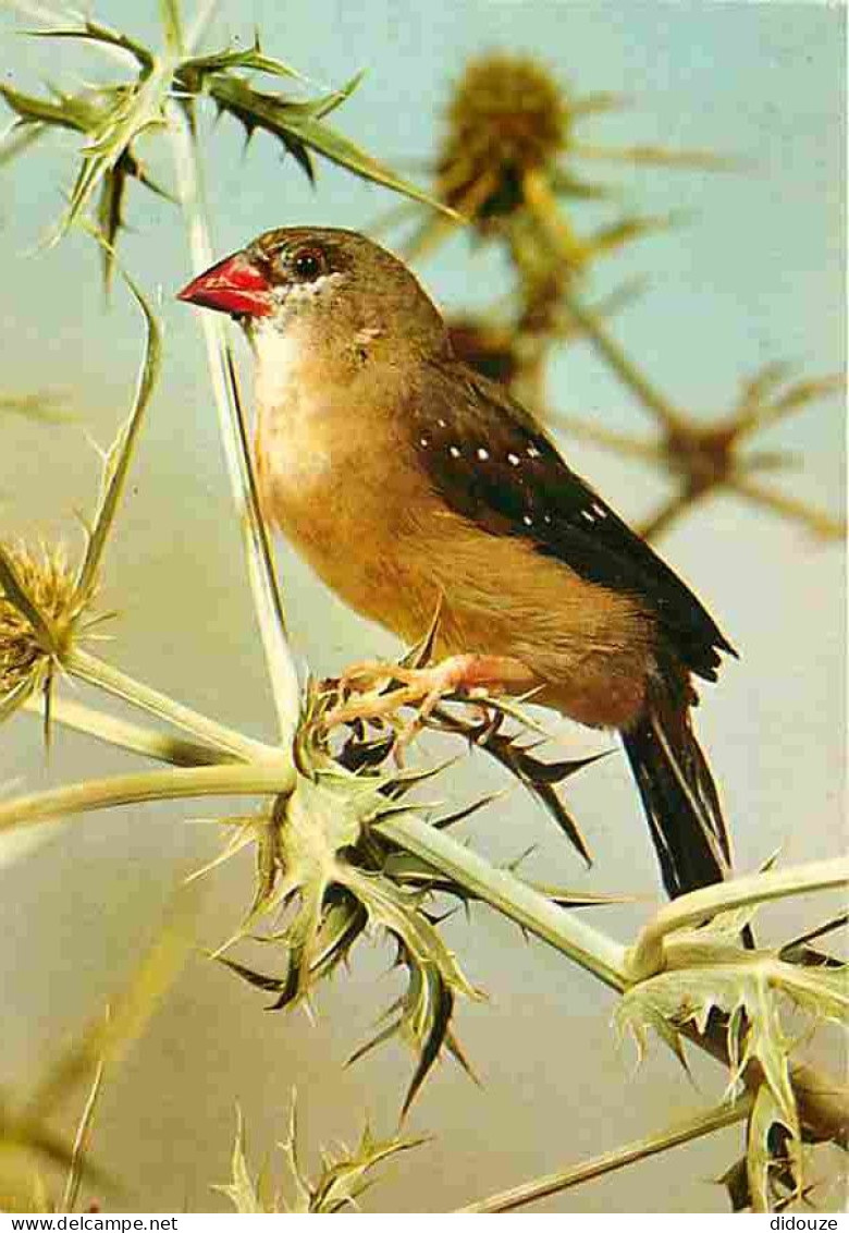 Animaux - Oiseaux - A Définir - Petit Oiseau à Bec Rouge - CPM - Voir Scans Recto-Verso - Birds
