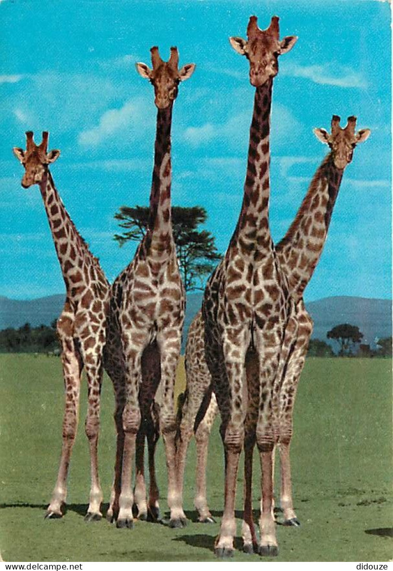 Animaux - Girafes - East Africa - African Wildlife - Giraffes - Voir Timbre De Uganda - CPM - Voir Scans Recto-Verso - Giraffes