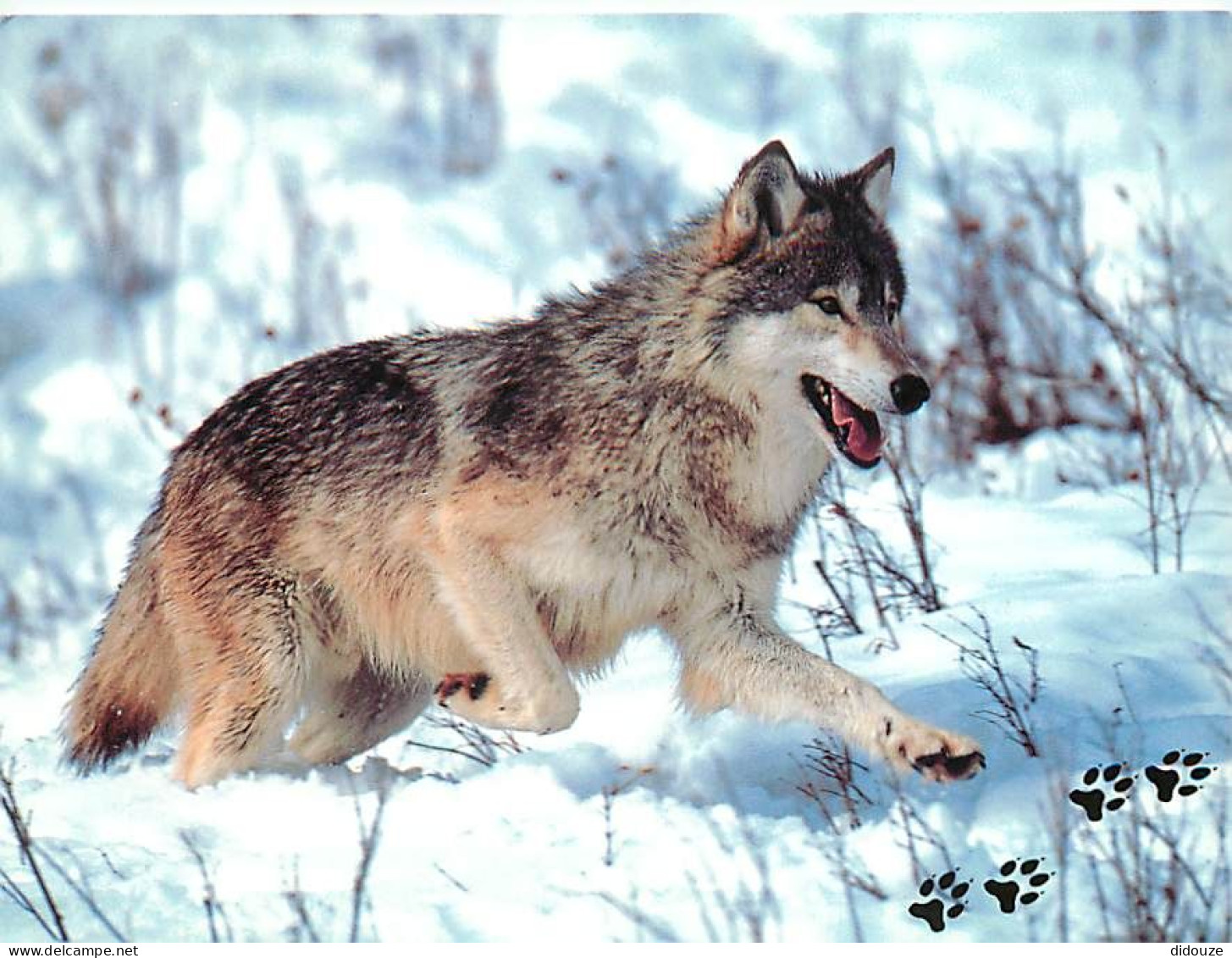 Animaux - Loups - Hiver - Neige - Wolf - Lobo - CPM - Carte Neuve - Voir Scans Recto-Verso - Autres & Non Classés