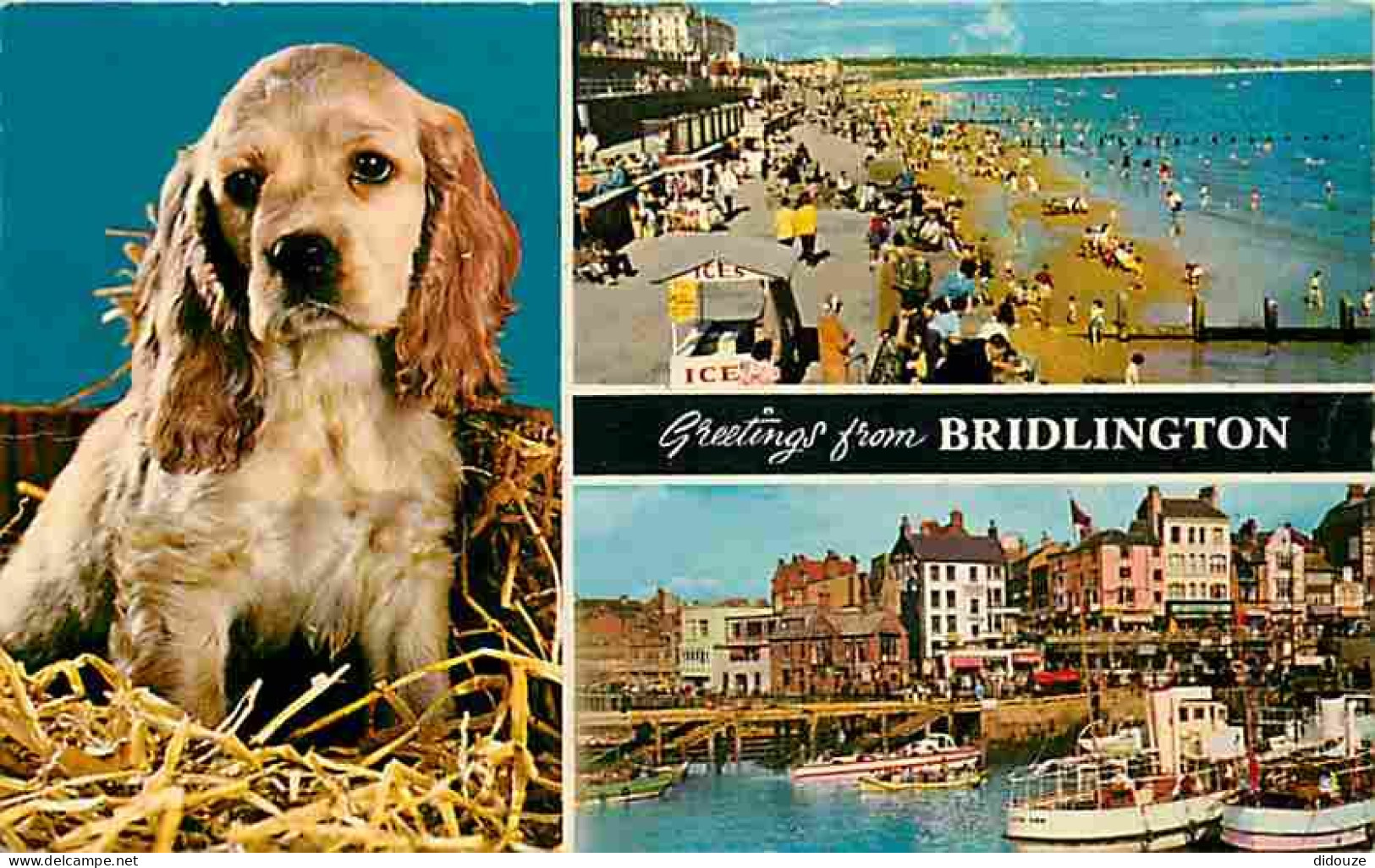 Animaux - Chiens - Cocker - Chiots - Bridlington - Multivues - Bateaux - Marchand De Glace - CPM - Voir Scans Recto-Vers - Hunde