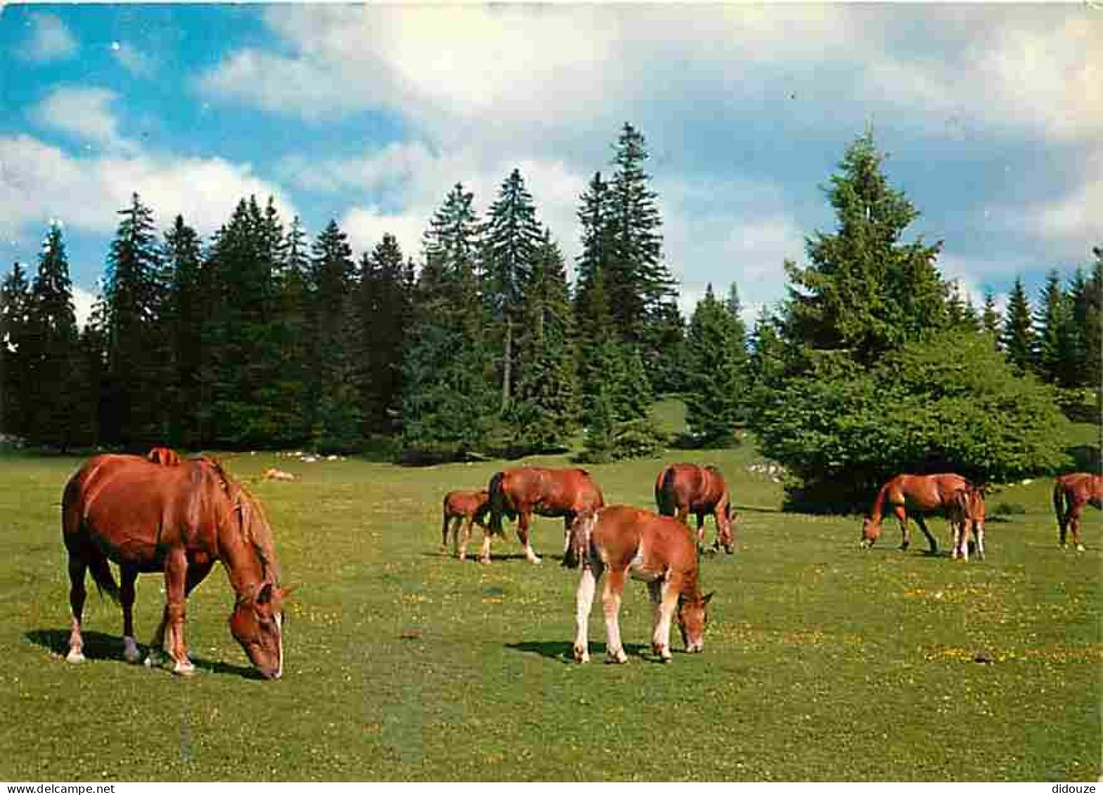 Animaux - Chevaux - Au Paturage Du Jura - Franches Montagnes - Chevaux En Pature - CPM - Voir Scans Recto-Verso - Horses