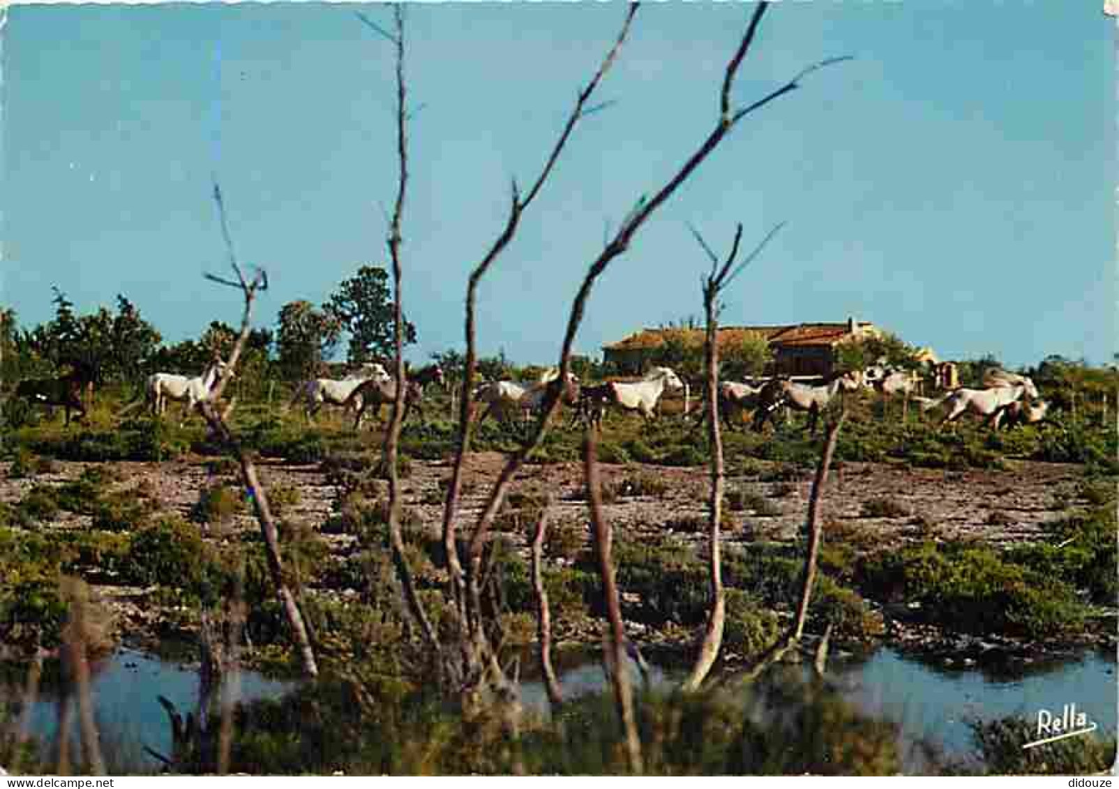 Animaux - Chevaux - Camargue - Les Chevaux Sauvages - CPM - Voir Scans Recto-Verso - Pferde