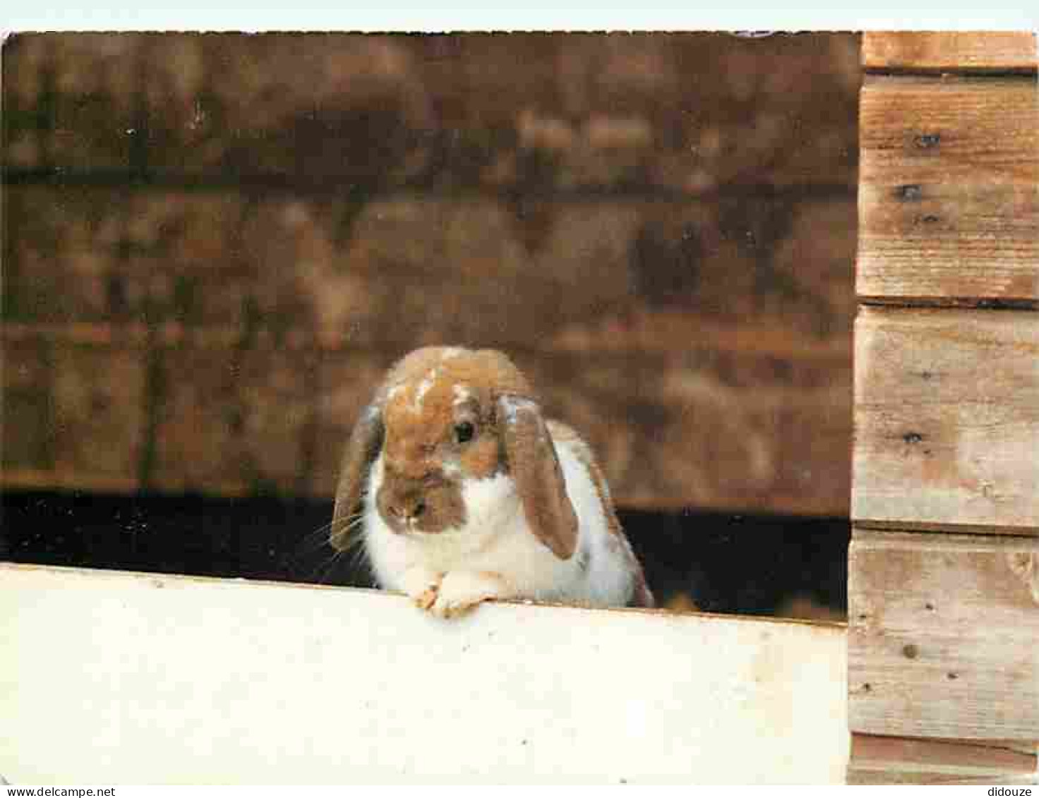 Animaux - Lapins - CPM - Voir Scans Recto-Verso - Autres & Non Classés