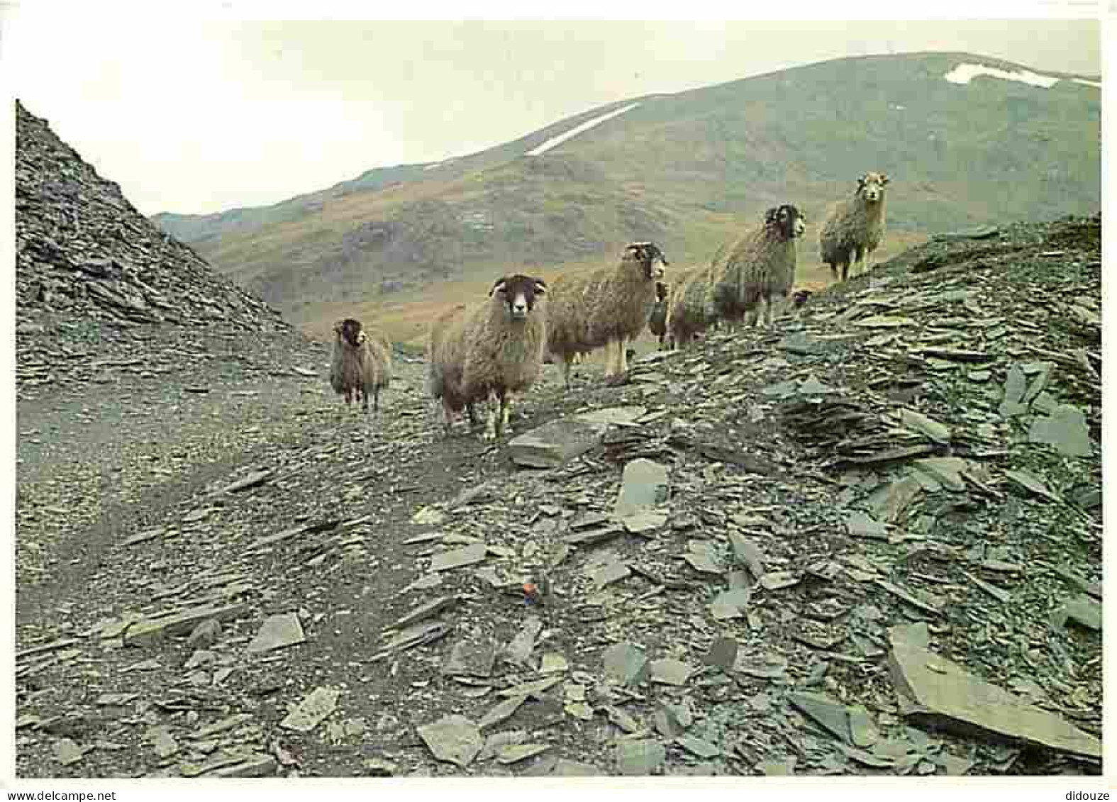 Animaux - Moutons - CPM - Voir Scans Recto-Verso - Autres & Non Classés