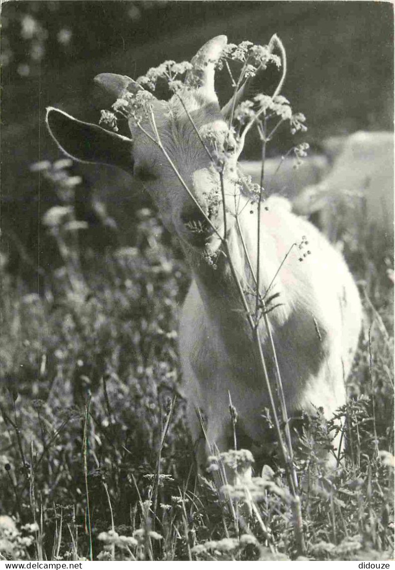 Animaux - Chèvres - Petite Chèvre - CPM - Voir Scans Recto-Verso - Sonstige & Ohne Zuordnung