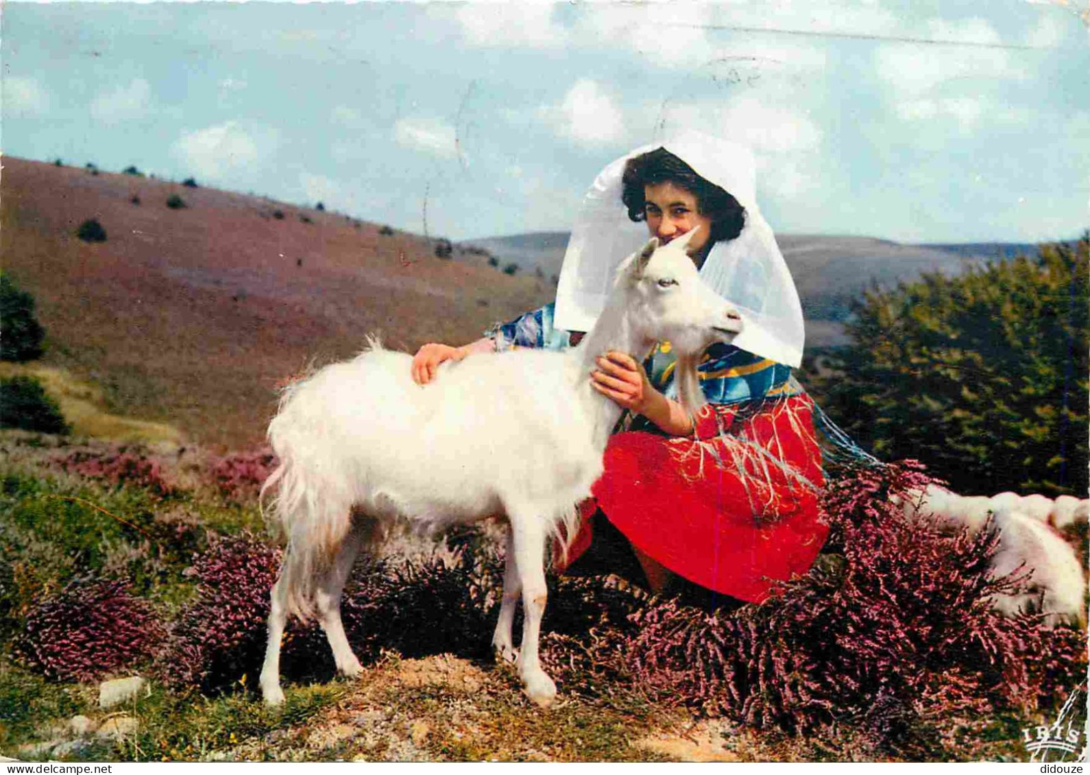 Animaux - Chèvres - Limousin - Les Monedières - Bruyères - Folklore - CPM - Voir Scans Recto-Verso - Sonstige & Ohne Zuordnung