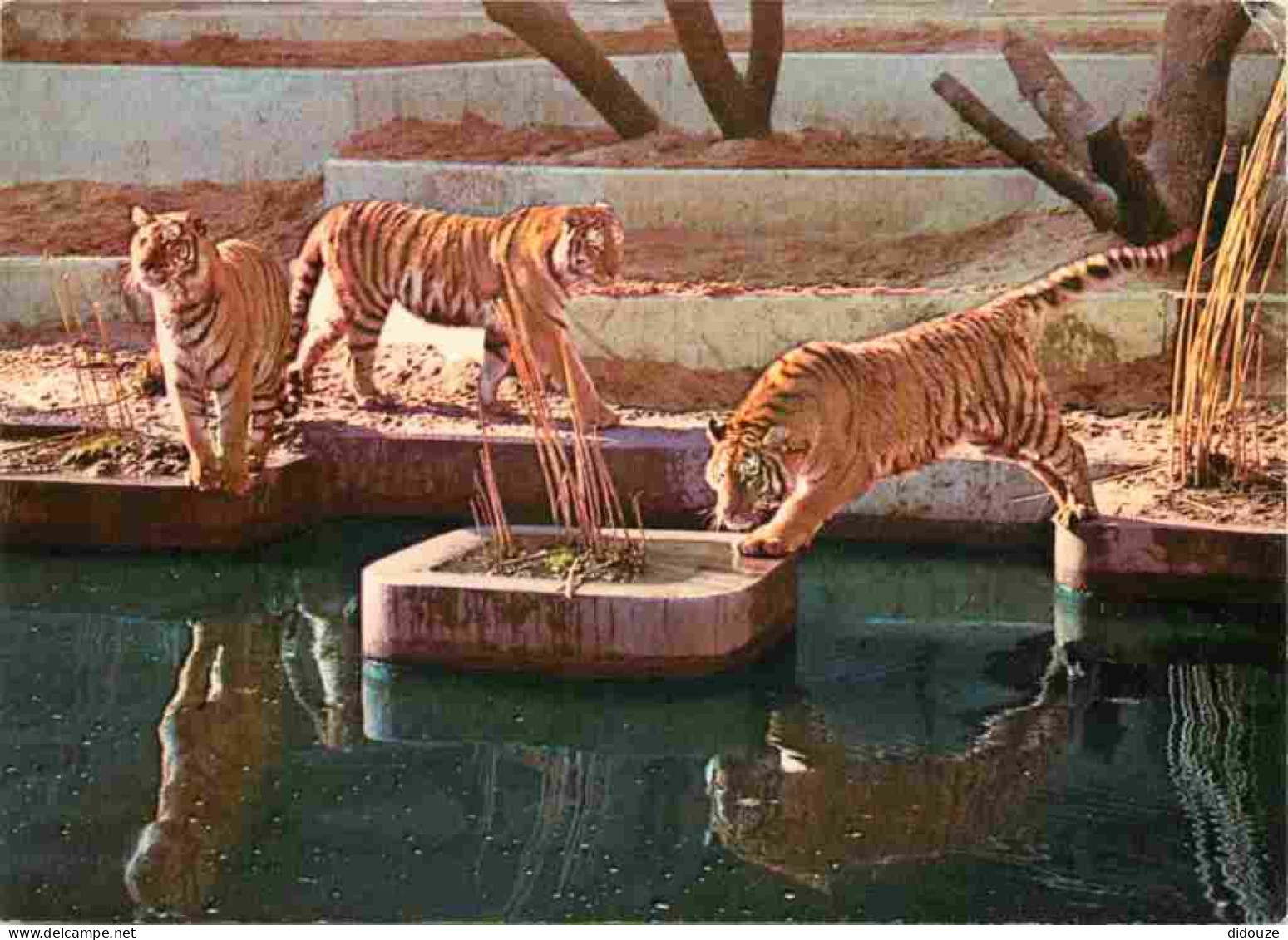 Animaux - Fauves - Tigre - Antwerpen Zoo - Zoo D'Anvers - Tigre De Sibérie - CPM - Voir Scans Recto-Verso - Tiger