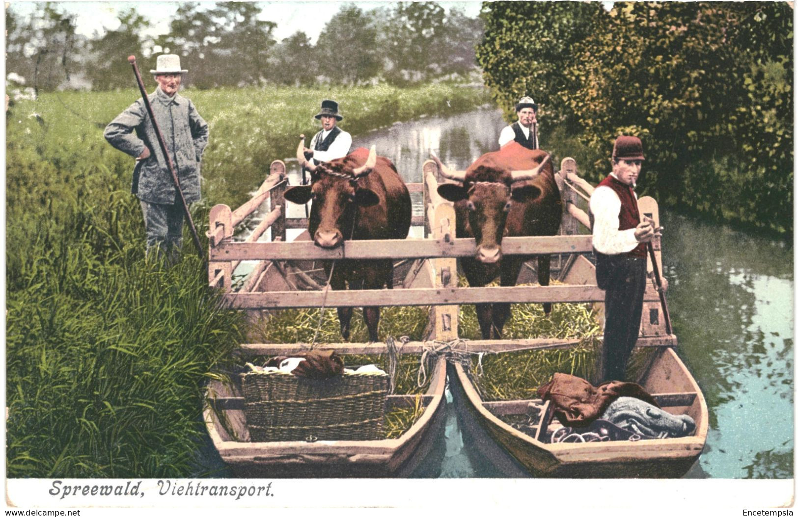 CPA Carte Postale  Germany  Spreewald  Viehtransport 1905VM80802ok - Burg (Spreewald)