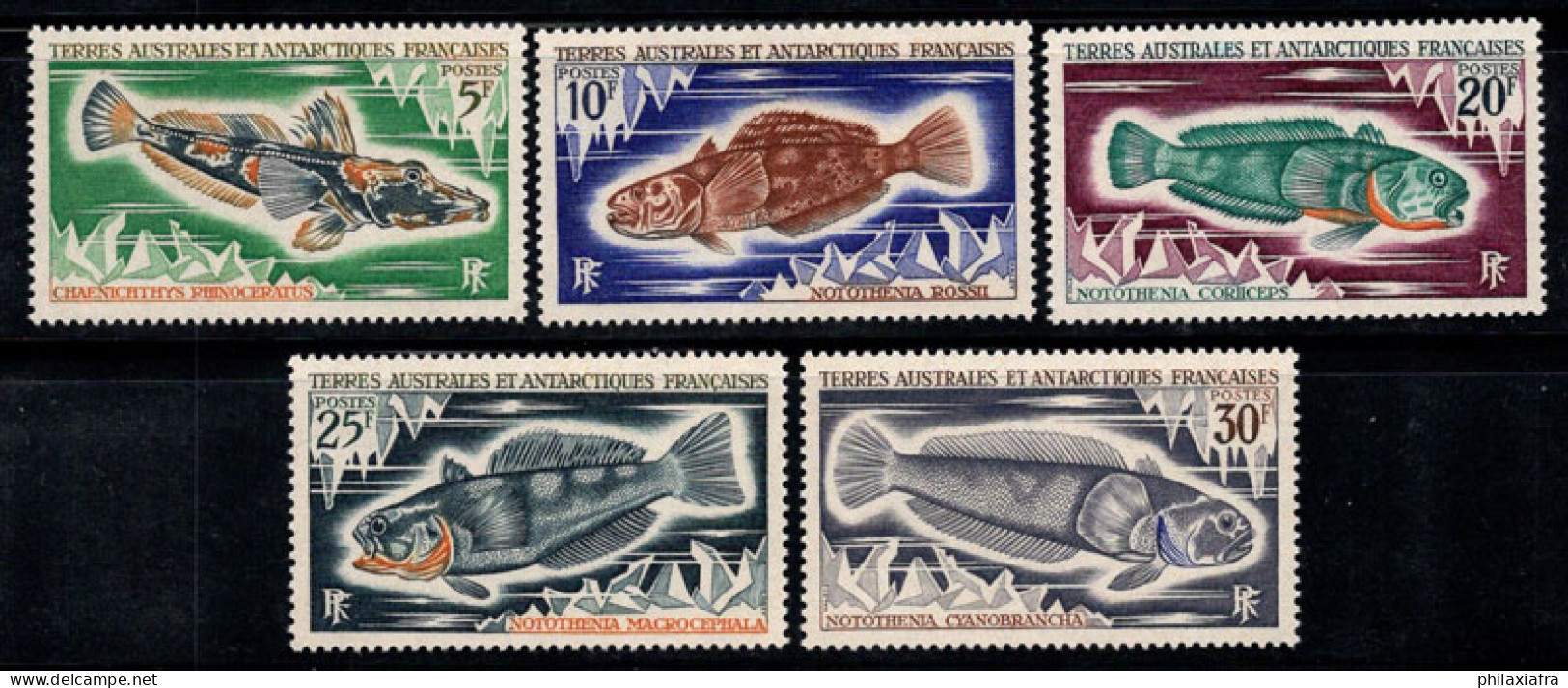 Territoire Antarctique Français TAAF 1971 Mi. 60-64 Neuf ** 100% Poissons, Antarctique - Neufs