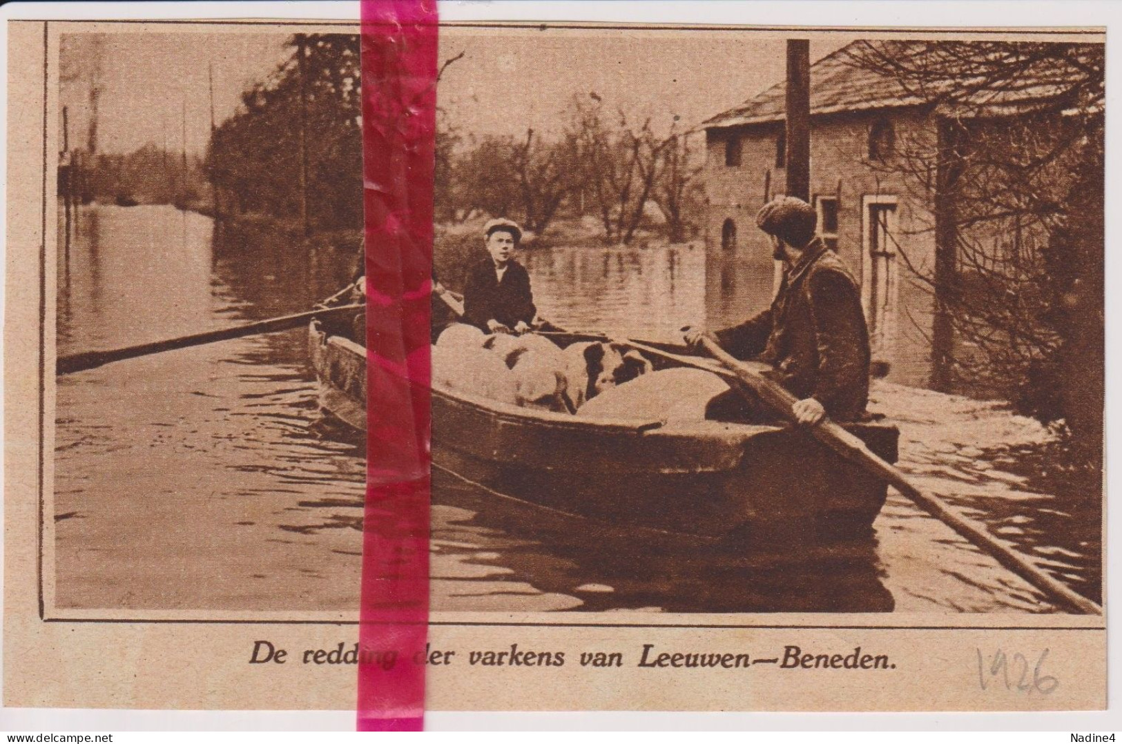 Leeuwen Beneden - Redding Varkens  Na Overstromingen - Orig. Knipsel Coupure Tijdschrift Magazine - 1926 - Zonder Classificatie