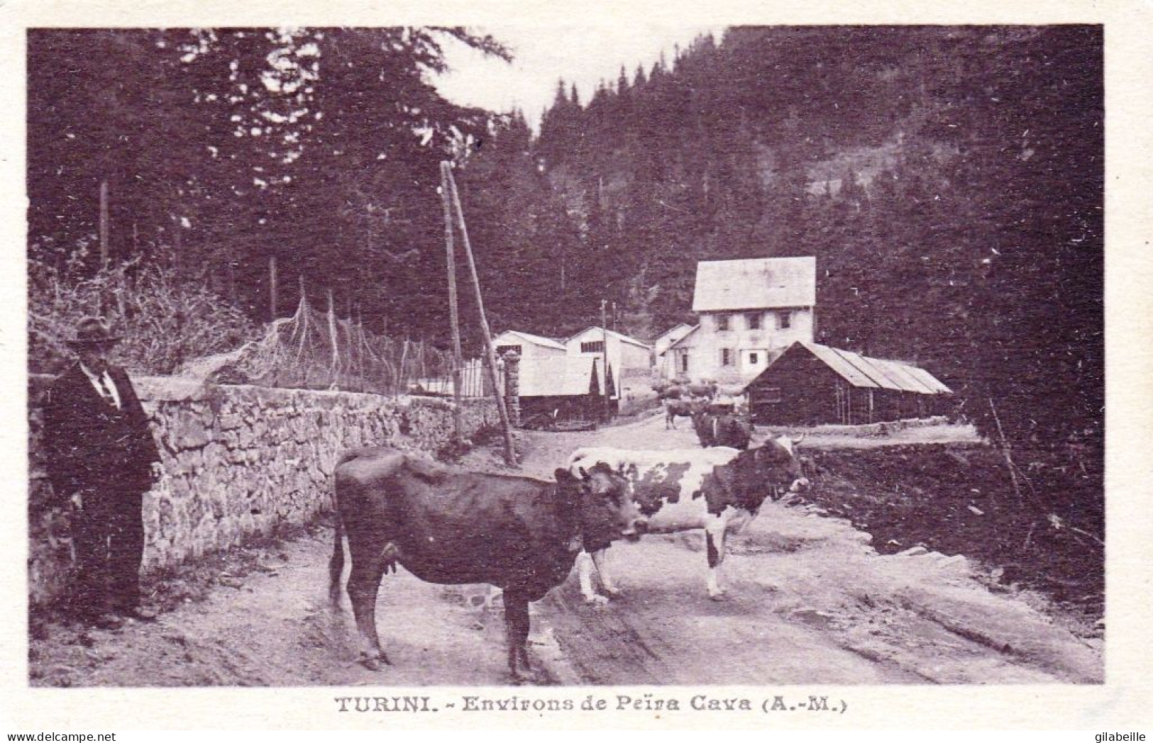 06 - Alpes Maritimes -  TURINI - Environs De Peira Cava - Les Vaches Au Milieu De La Route - Sonstige & Ohne Zuordnung
